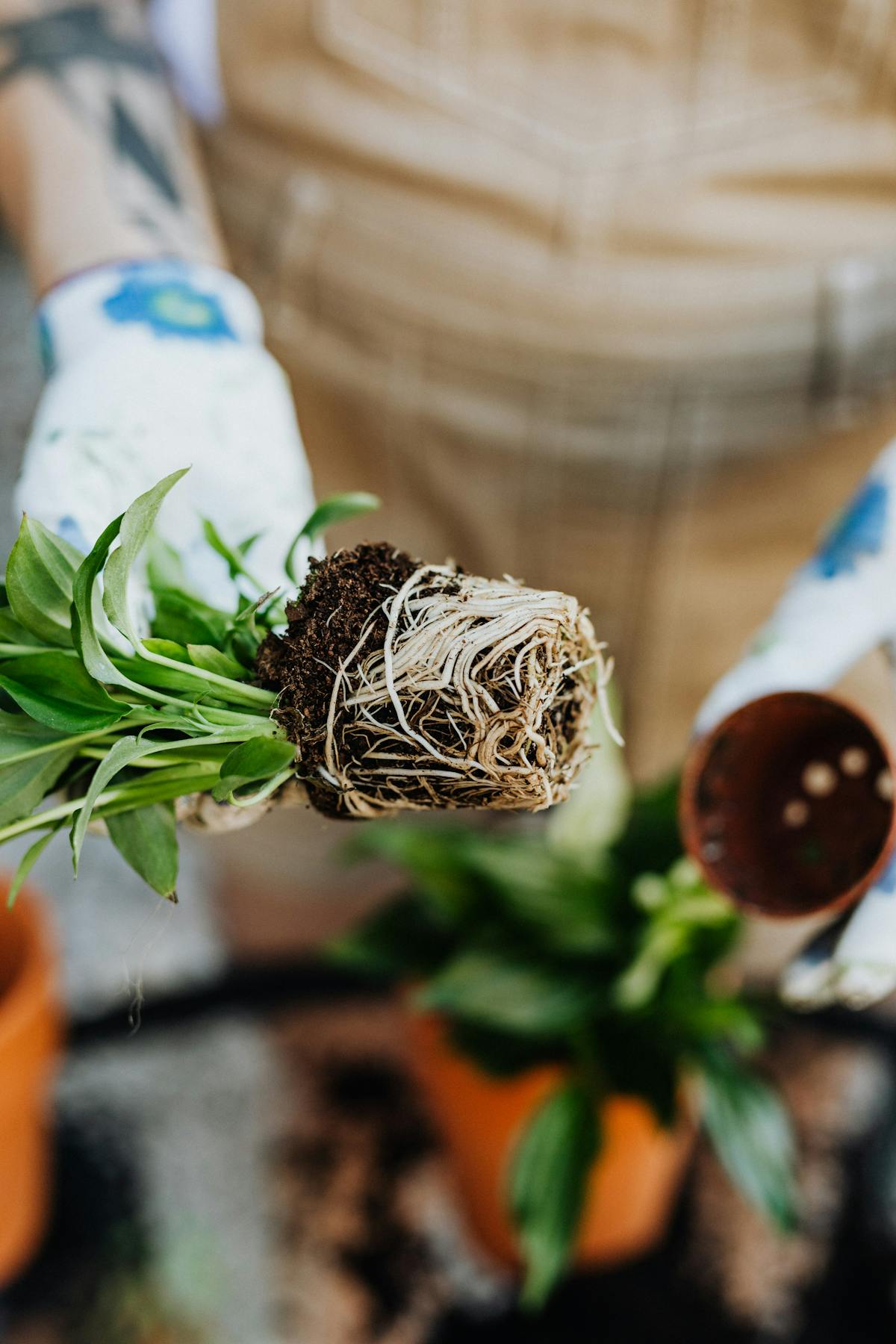 Hands repotting a plant showing roots and soil in an indoor setting