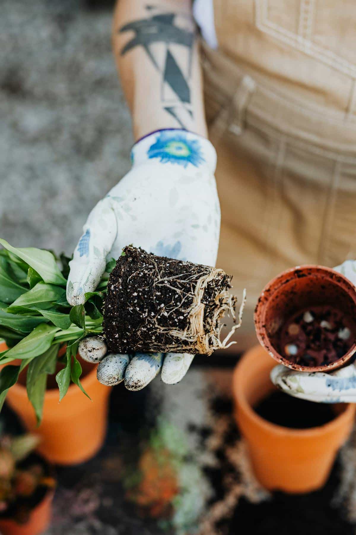 Hands repotting a houseplant with visible roots exposed for inspection — the diagnostic step required when leaves curl downward in moist substrate