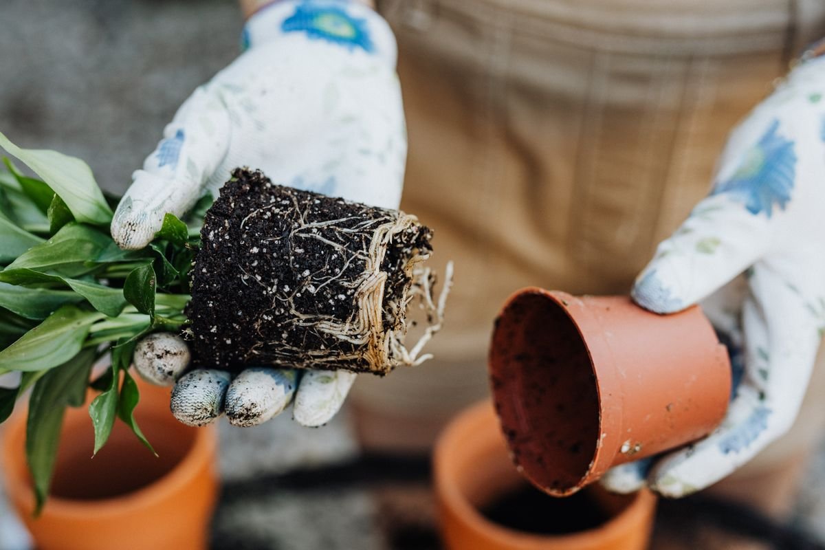 Hands transplanting a houseplant with soil-covered roots into a clay pot, inspecting the root zone before treatment