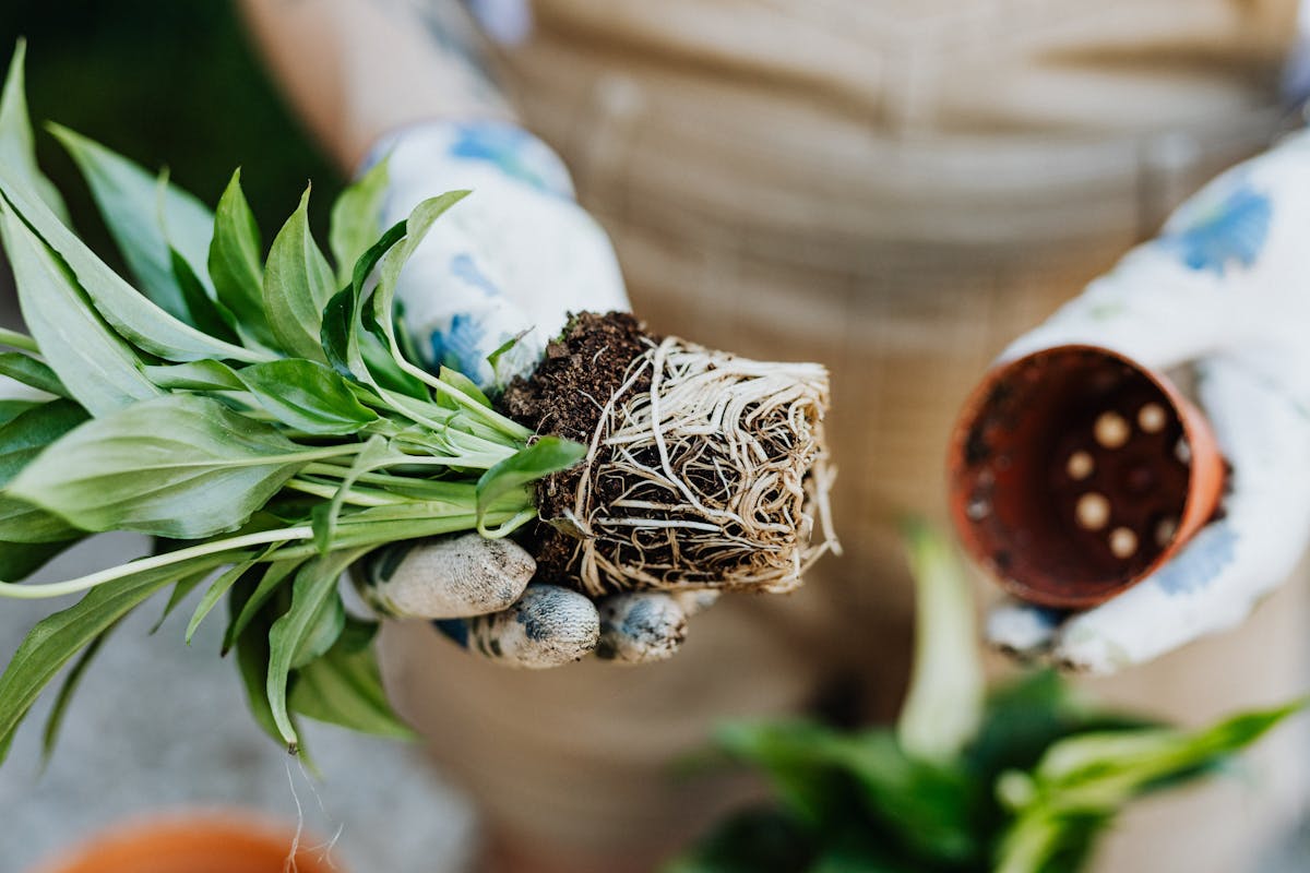 A gardener in gloves repotting a spathiphyllum plant with roots exposed