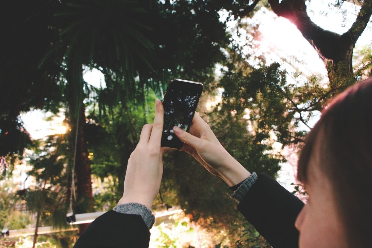 Smartphone photographing foliage — photo ID helps with genus guesses; confirm cultivars before changing care