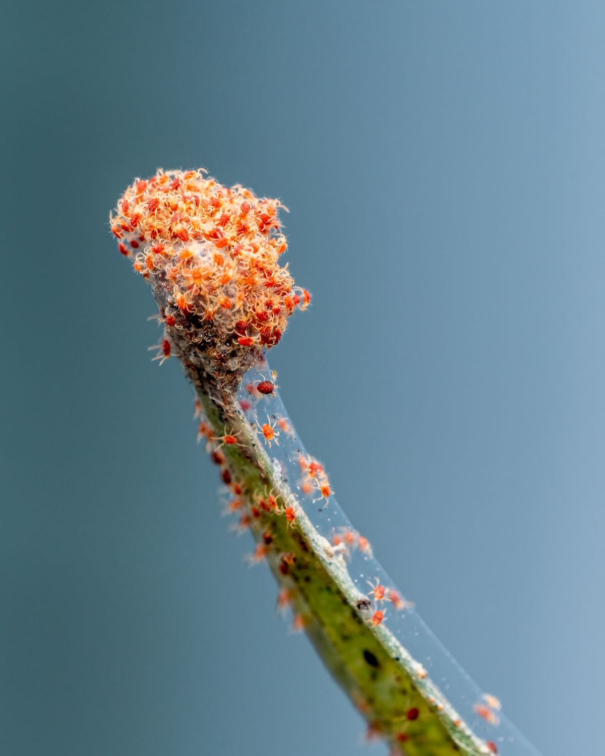Fine silk webbing on plant foliage indicating an established mite colony