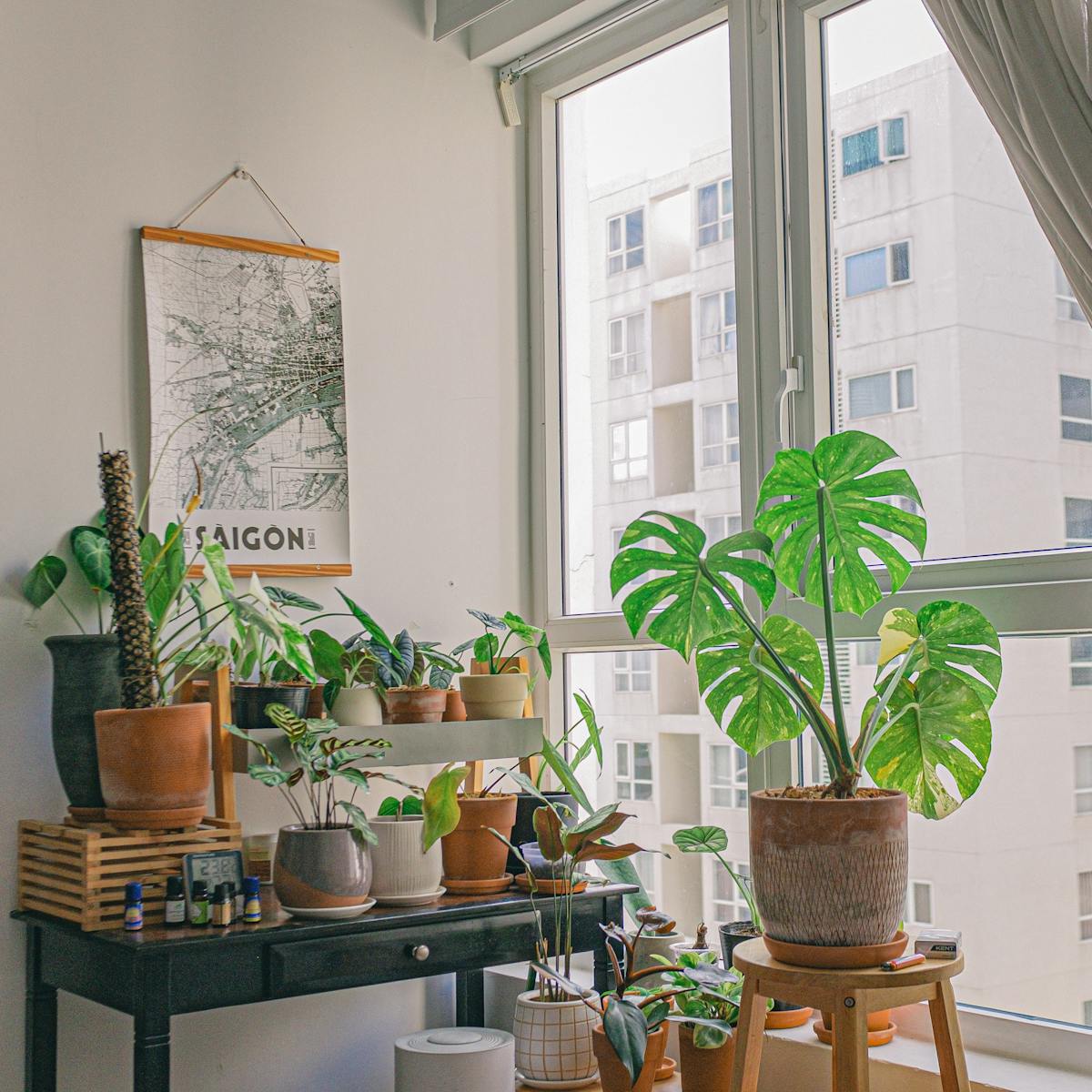 The Best Companion Plants for Peperomia Obtusifolia: Building a Biological Ecosystem