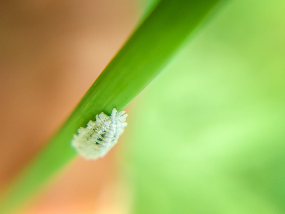 Macro shot of mealybug pest on a green leaf — vascular sap-suckers that produce a localised downward distortion at feeding sites