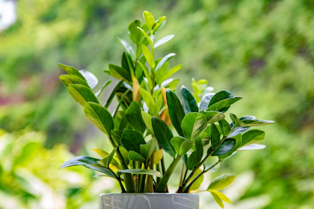 Is Peperomia Obtusifolia Edible? 3 Critical Facts
