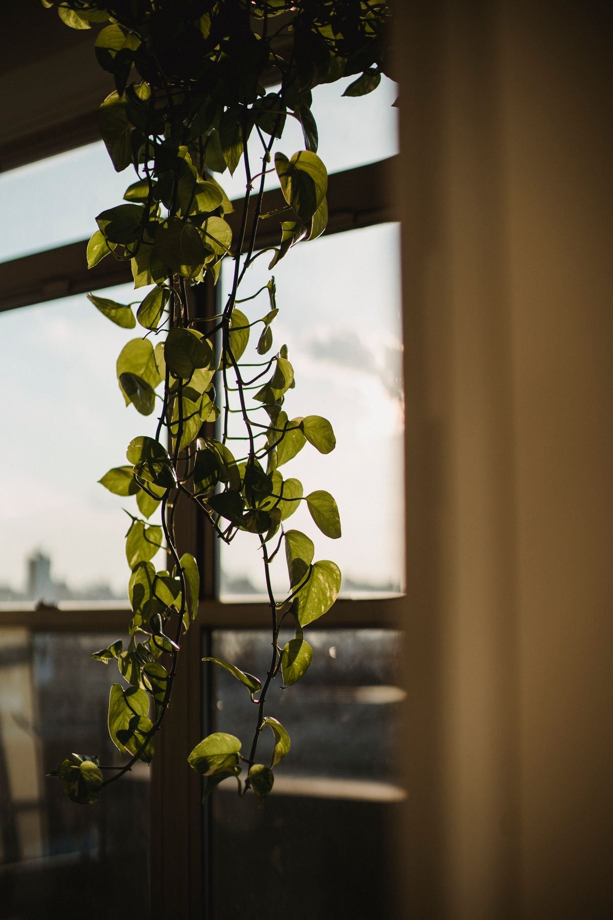 A green houseplant with thin stems growing toward a bright window