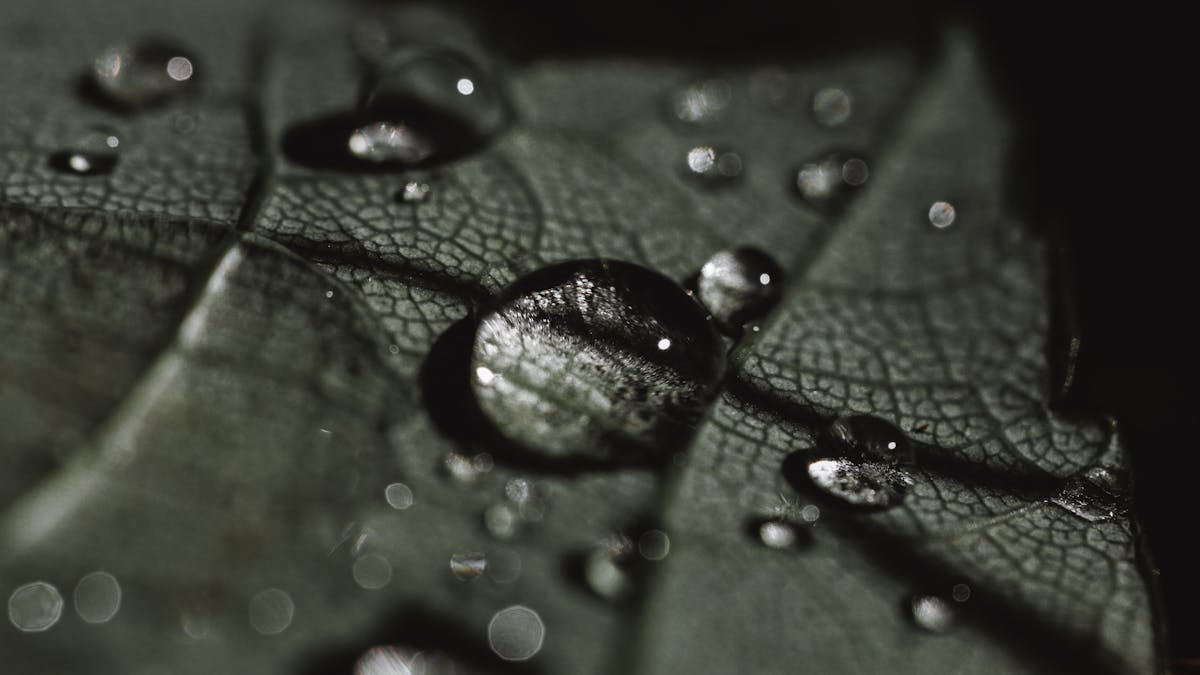 Macro photograph of water droplets on a textured leaf surface — visual analogue of the internal hydrostatic state that precedes Peperomia obtusifolia oedema