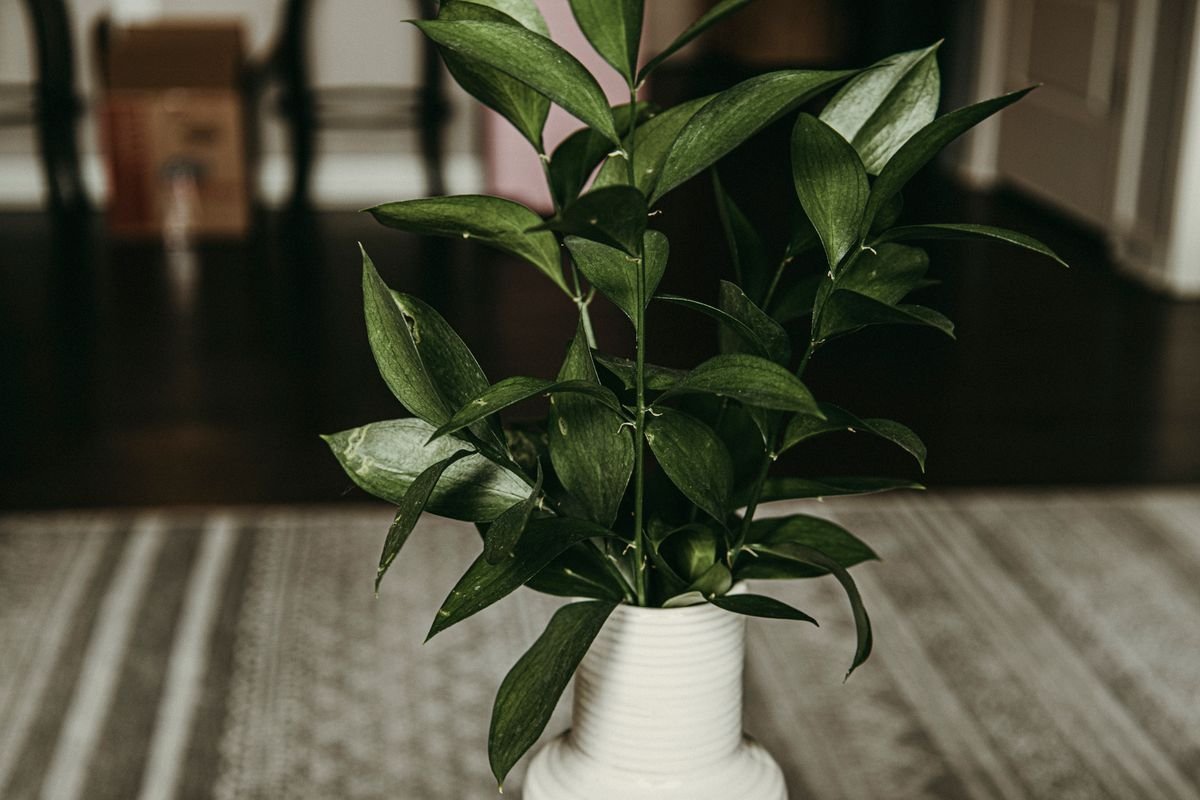 Glossy green ornamental houseplant in a white pot — baby rubber plant is ASPCA non-toxic, not a salad ingredient