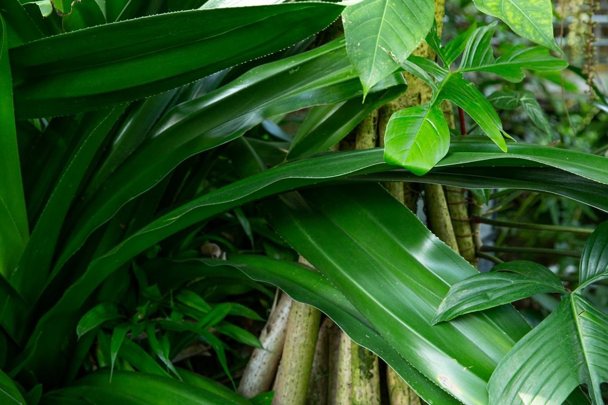 Lush tropical greenhouse foliage representing the moist understorey habitats where many Peperomia species evolved