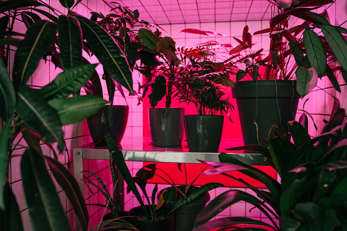 Grow Tent Mastery: Engineering the Perfect Peperomia Environment
