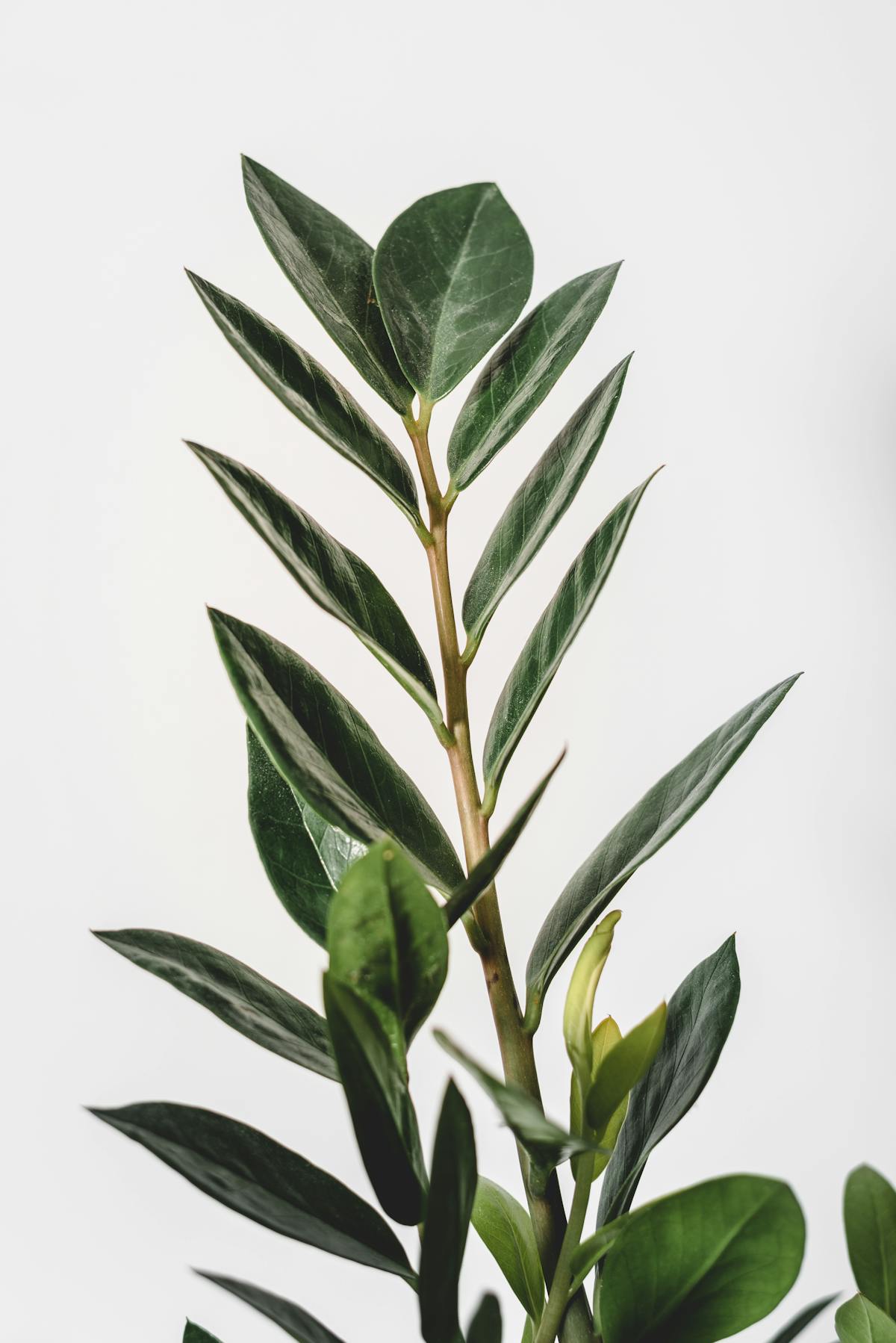 Glossy ZZ plant leaves against a clean background, mirroring the succulent foliage of Peperomia obtusifolia.