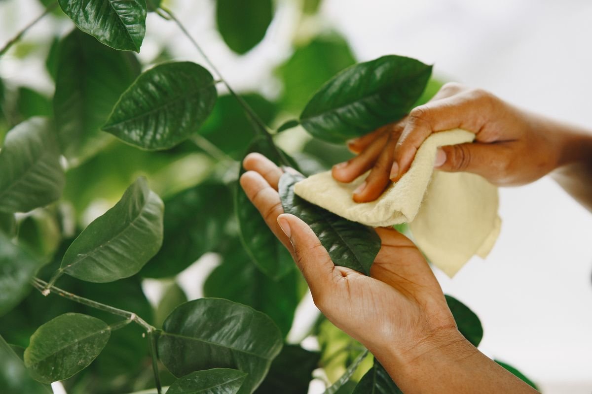 Hands wiping dust from green houseplant leaves — physical dust trapping, not peperomia air purification of VOCs