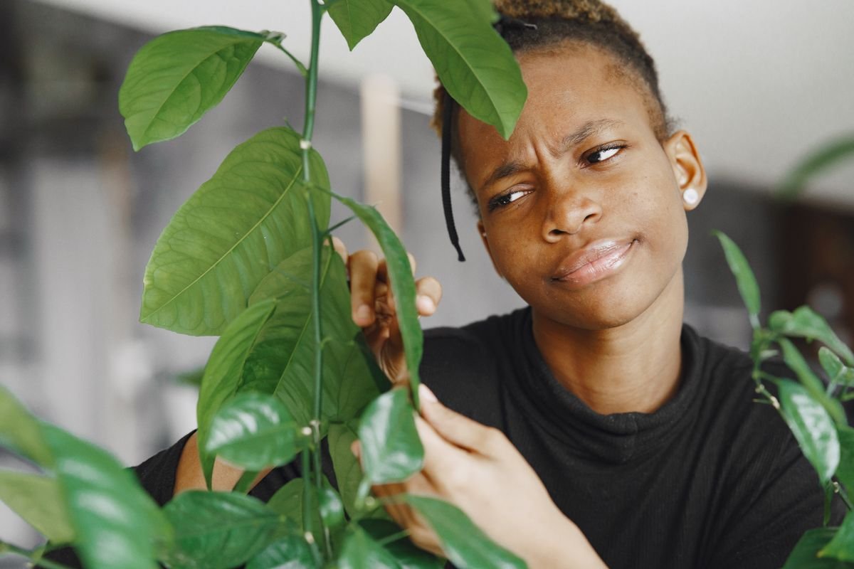 Woman examining green houseplant leaves closely while shopping for indoor plants
