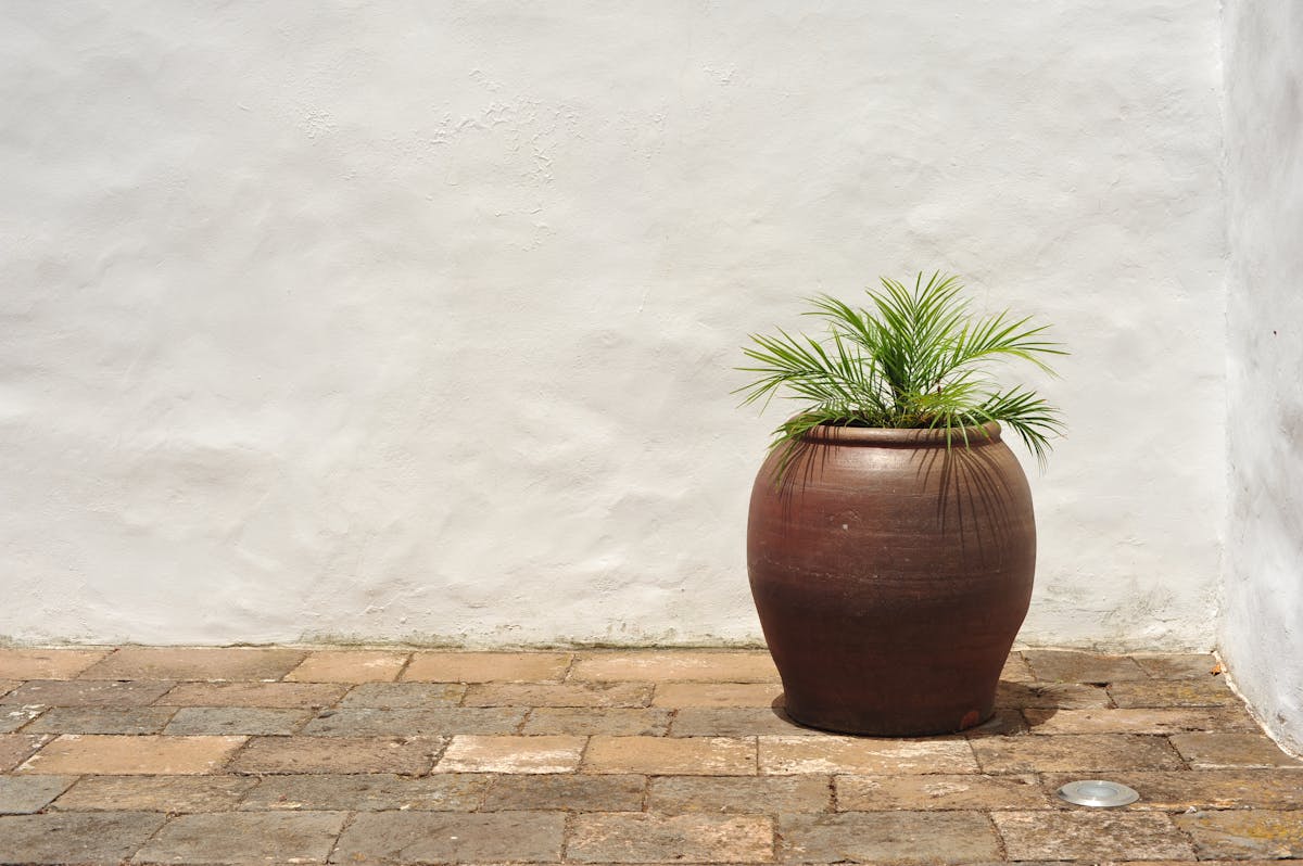 A lush green plant in a large clay pot against a textured white wall