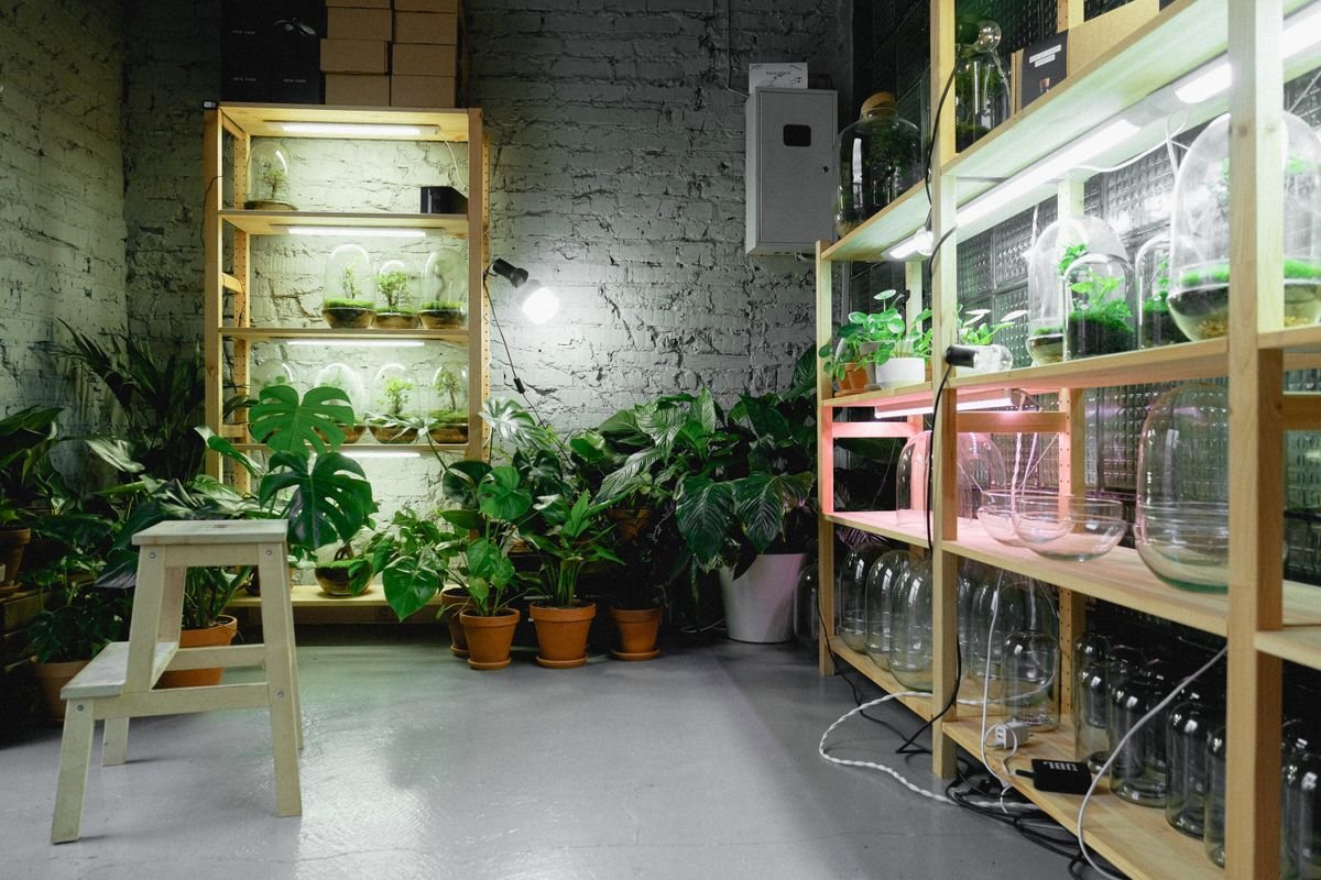 Indoor plant shelves under LED grow lights used to extend photoperiod for off-season cuttings