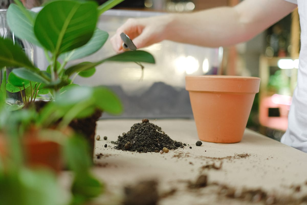 Loose potting substrate in a clay pot — the upper 1–2 cm is the egg-laying and larval-development zone for Sciaridae