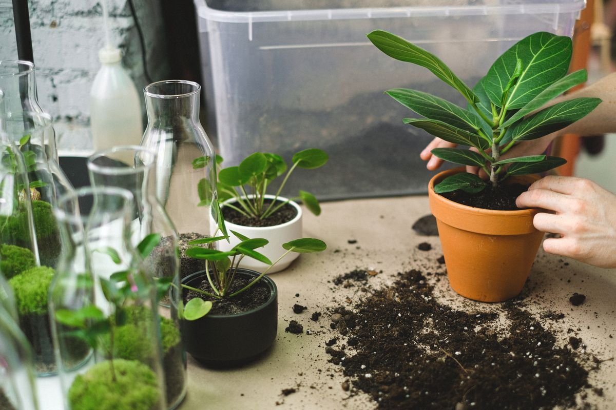 Hands planting a cutting into soil in a clay pot during indoor propagation