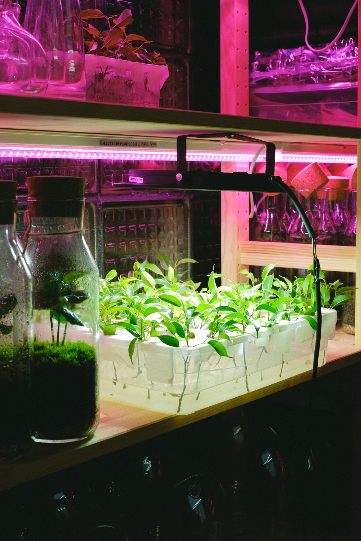 Peperomia Grow Tent: Controlled Light, VPD & Airflow