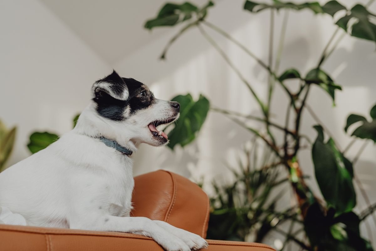 Small dog on a sofa near houseplants — supervise chewers even when the species is ASPCA non-toxic
