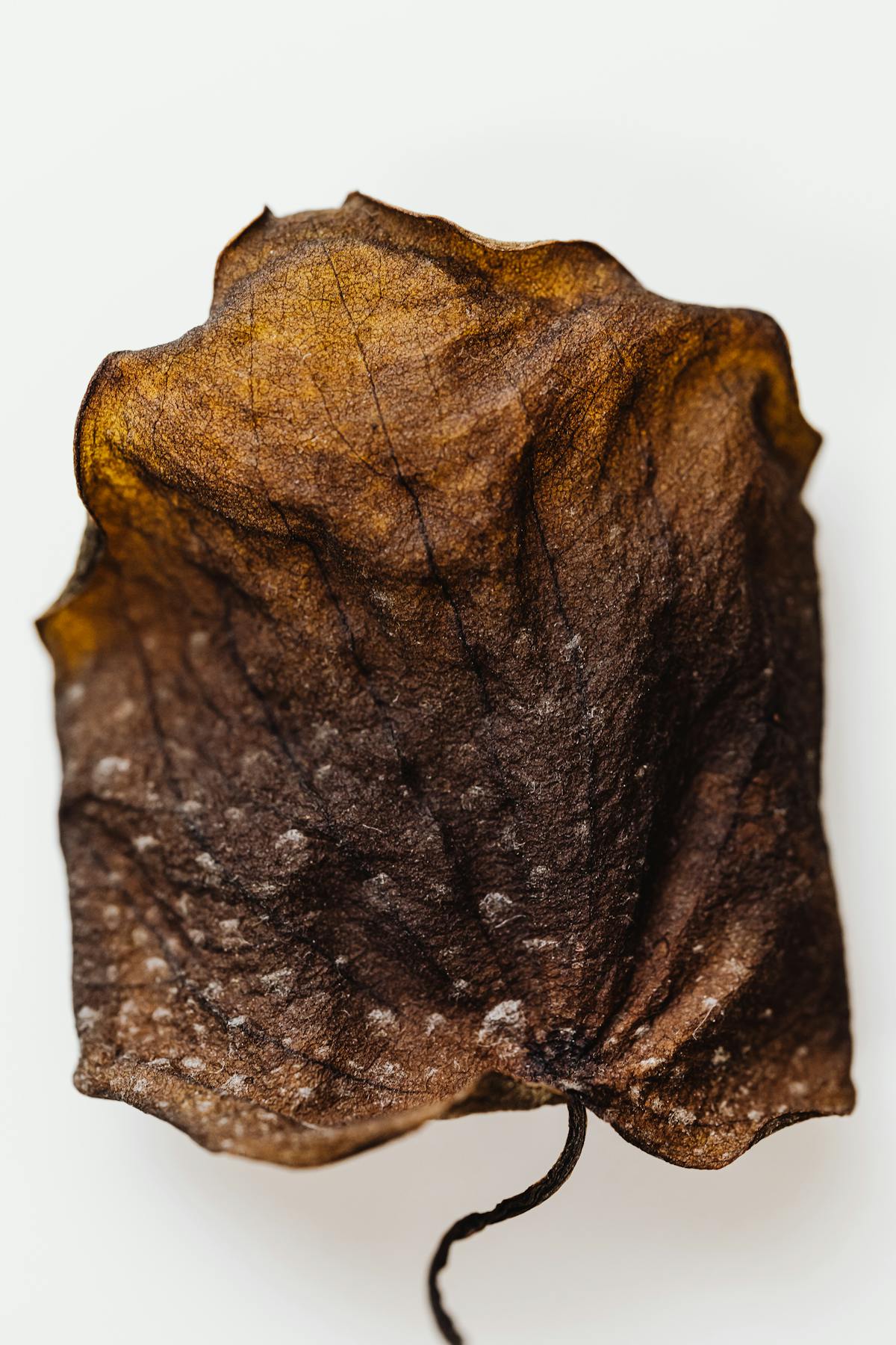 Detailed close-up view of a textured and dried leaf representing botanical distress