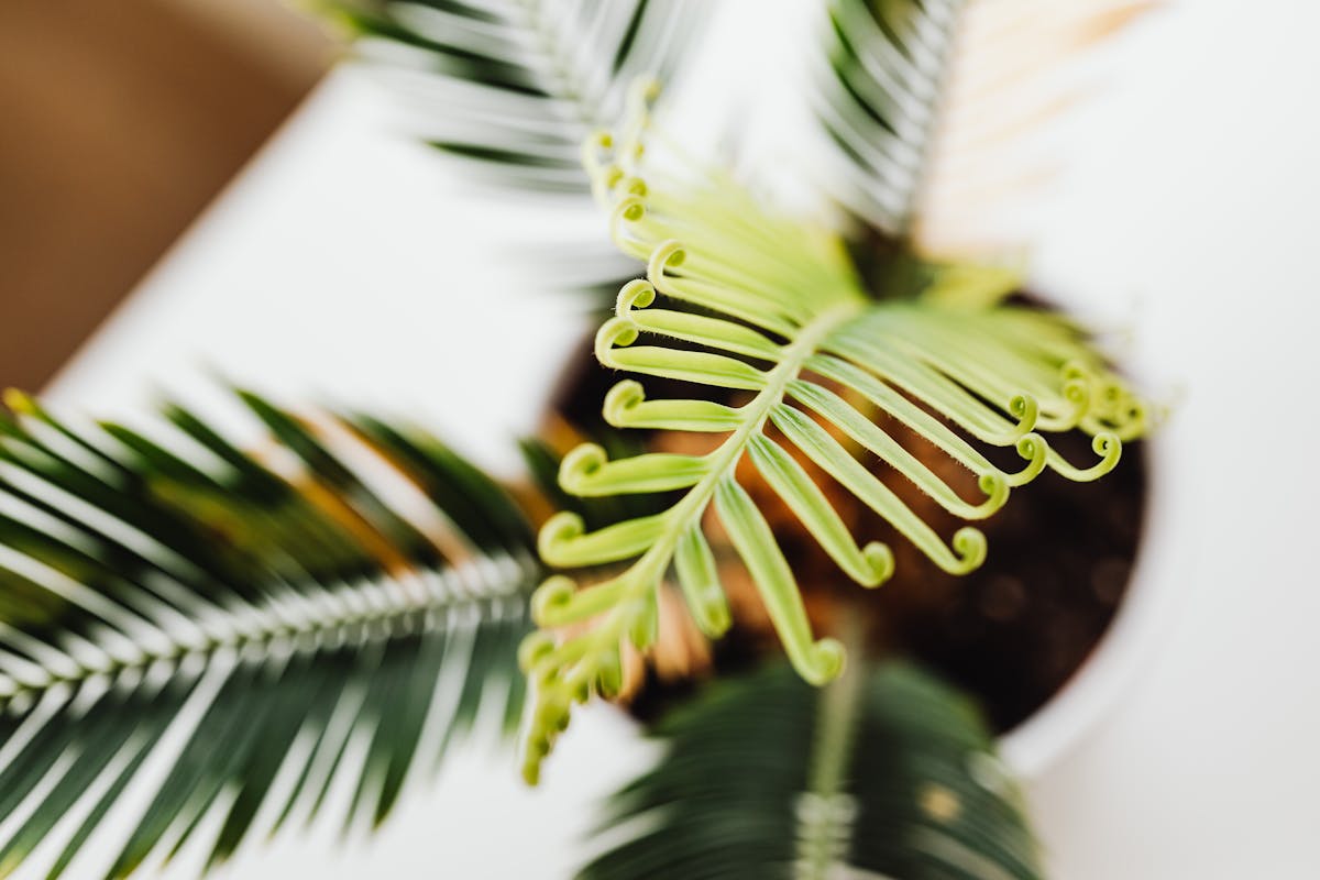 Aphids on Peperomia obtusifolia: Identification, Biology & Treatment
