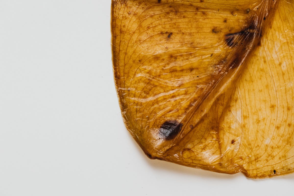 Detailed macro photograph of a leaf showcasing texture and dark spots indicating damage or disease