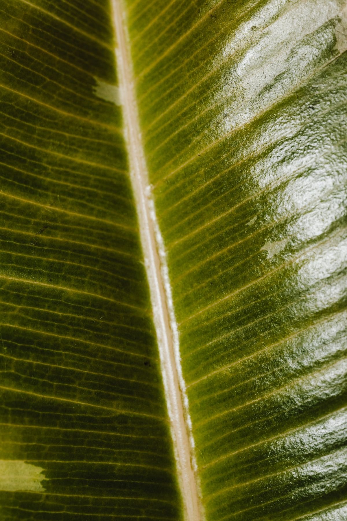 Peperomia Leaf Anatomy: Why Succulence Prevents Rot