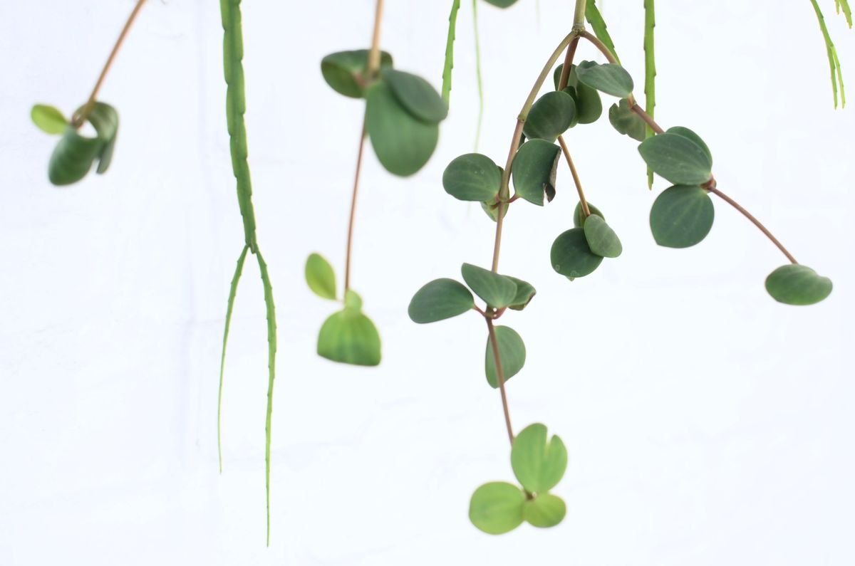 How to Propagate Leafless Peperomia Nodes (Wet Sticks)