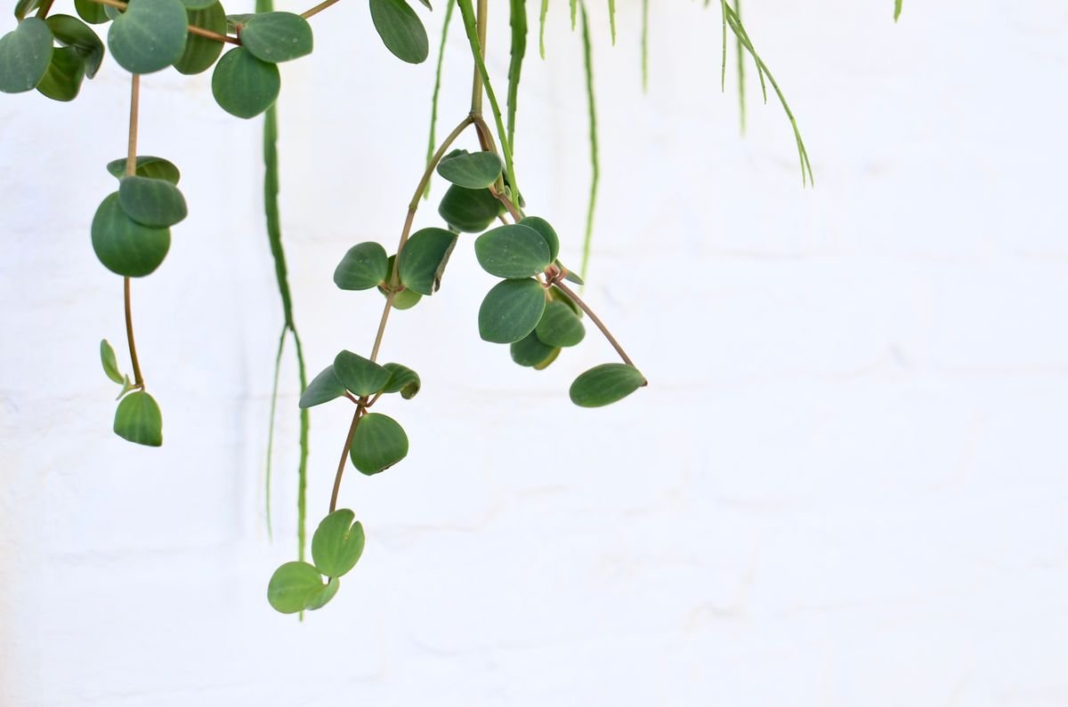 Peperomia with veined green leaves showing the foliage structure that depends on adequate window light