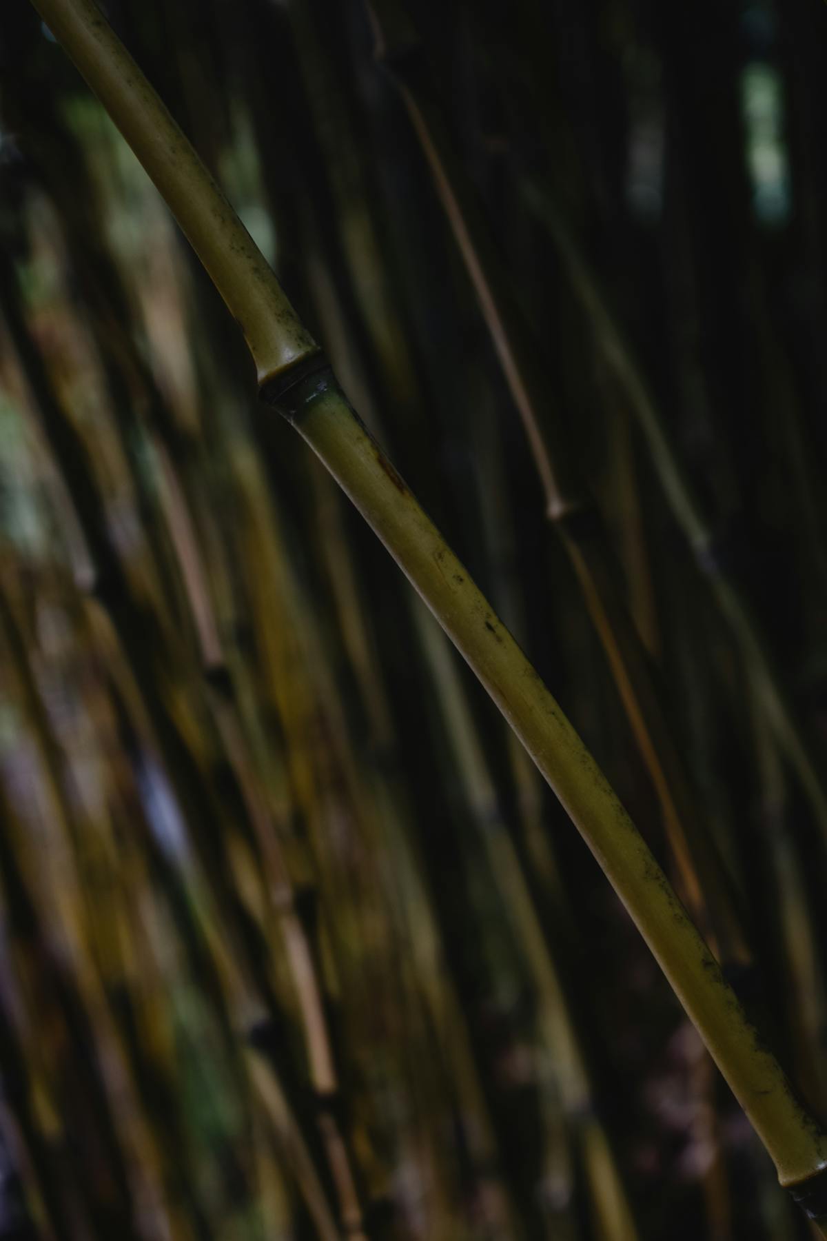 Detailed view of natural bamboo stalks with a moody background representing support options