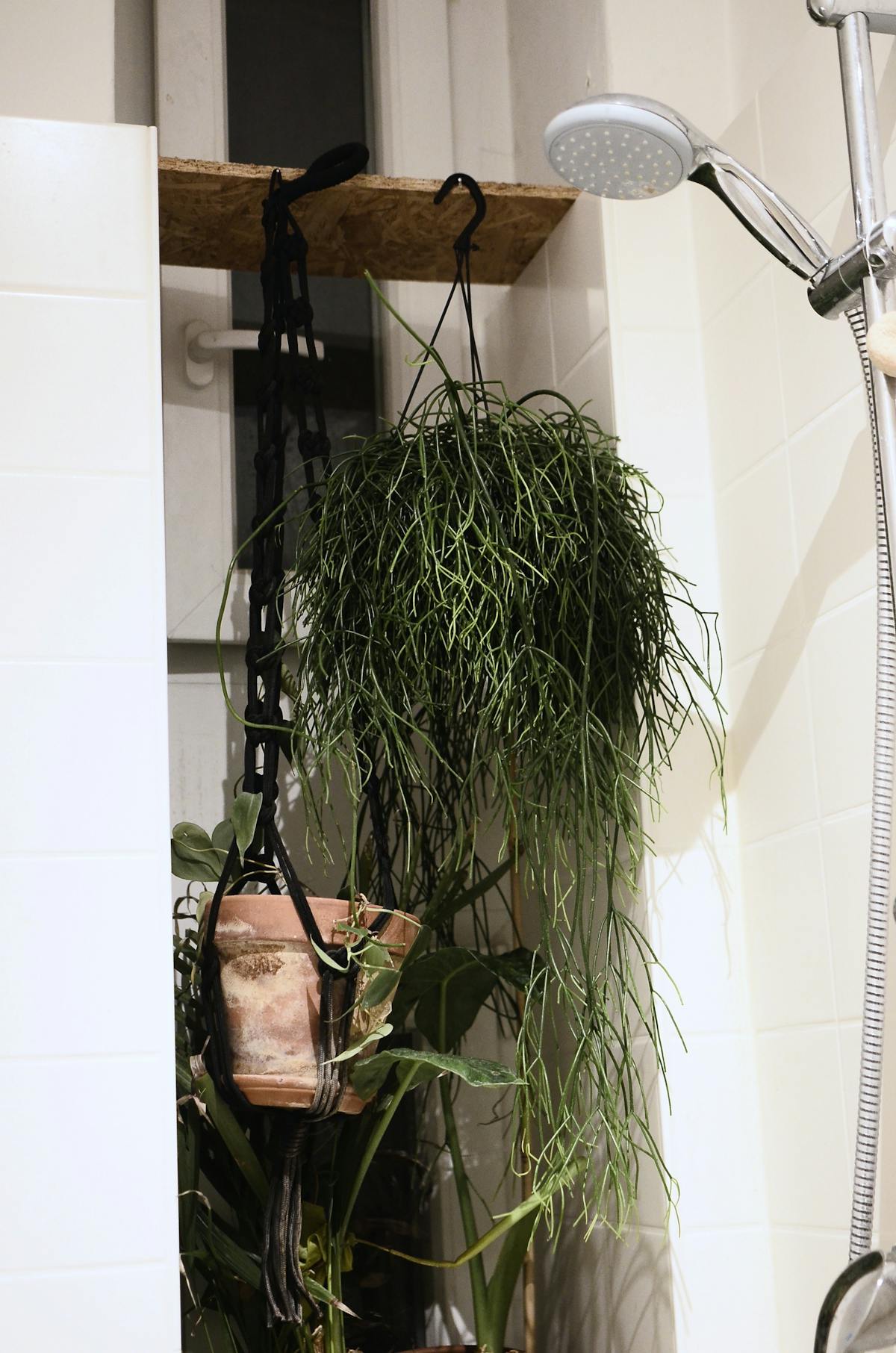 Hanging plants in a light modern bathroom with white tile, demonstrating vertical styling to save counter space and improve airflow