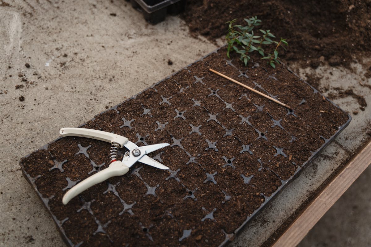 Plant cuttings placed in propagation substrate showing early root development — stem tip cuttings preserve variegation genetics; leaf cuttings do not