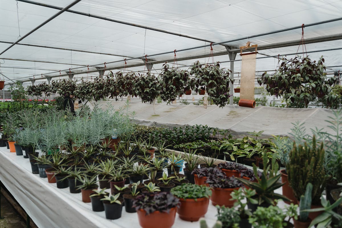 Best Online Nurseries for Peperomia: A 2026 Buying Guide