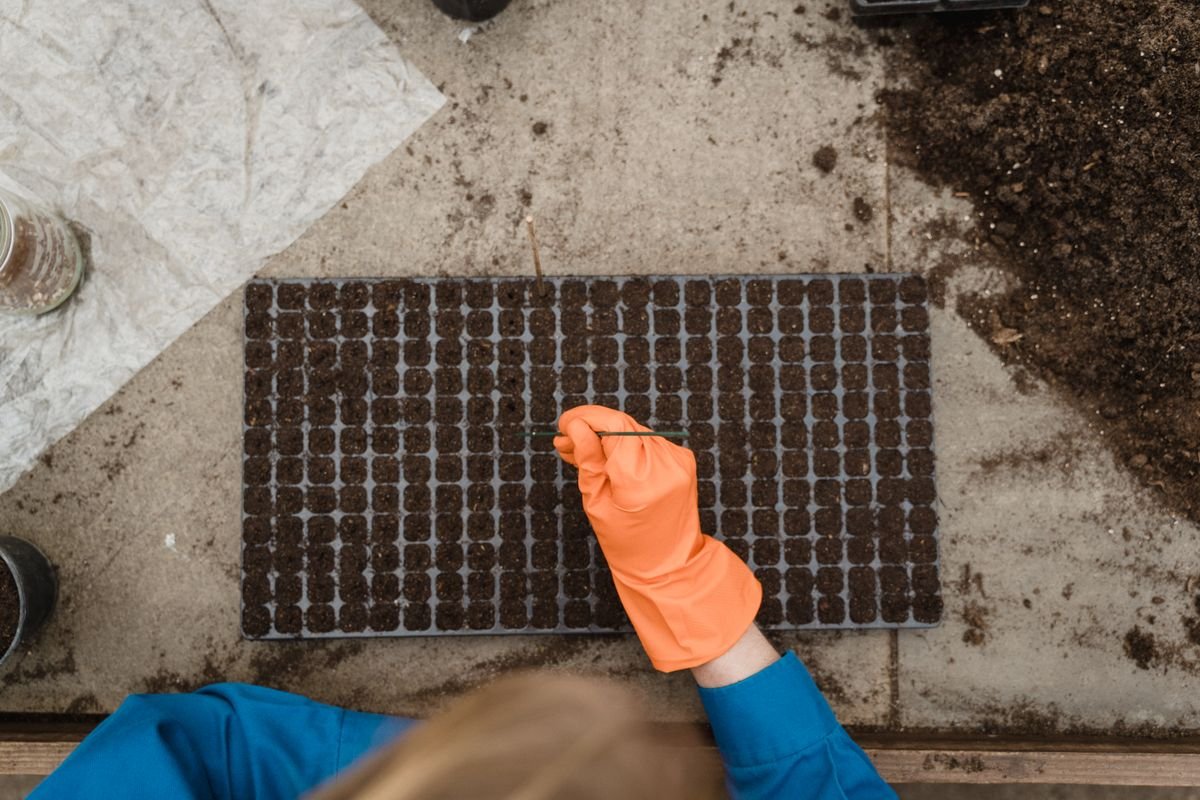 Gardener preparing seedling trays in a greenhouse during the active growing season