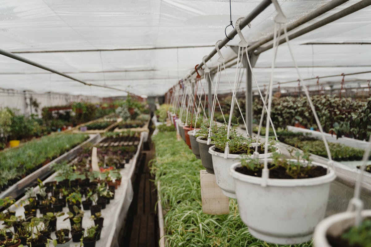 Rows of hanging and potted plants in a greenhouse