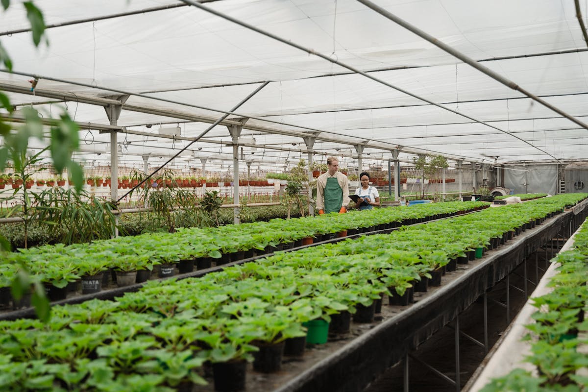 Gardeners tending plants in a greenhouse