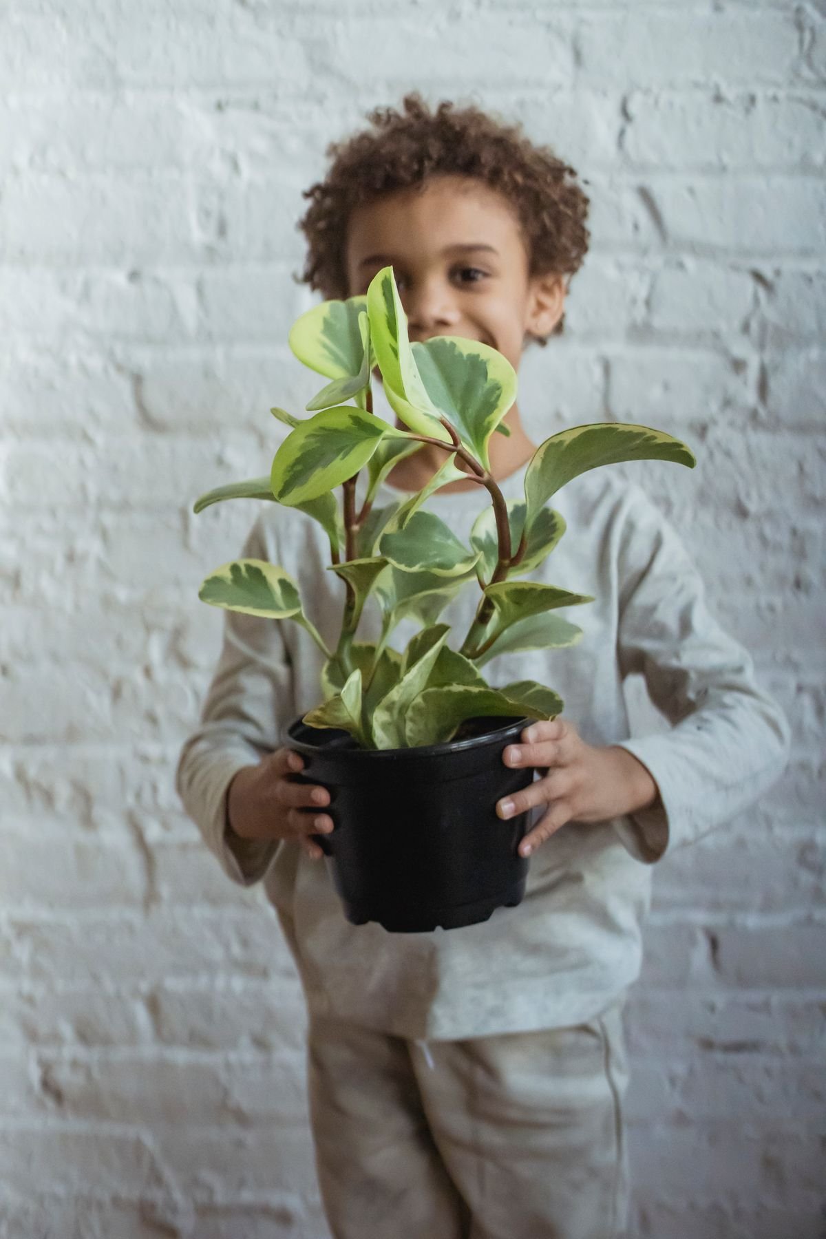 Child holding a variegated Peperomia obtusifolia in a black nursery pot against a white brick wall