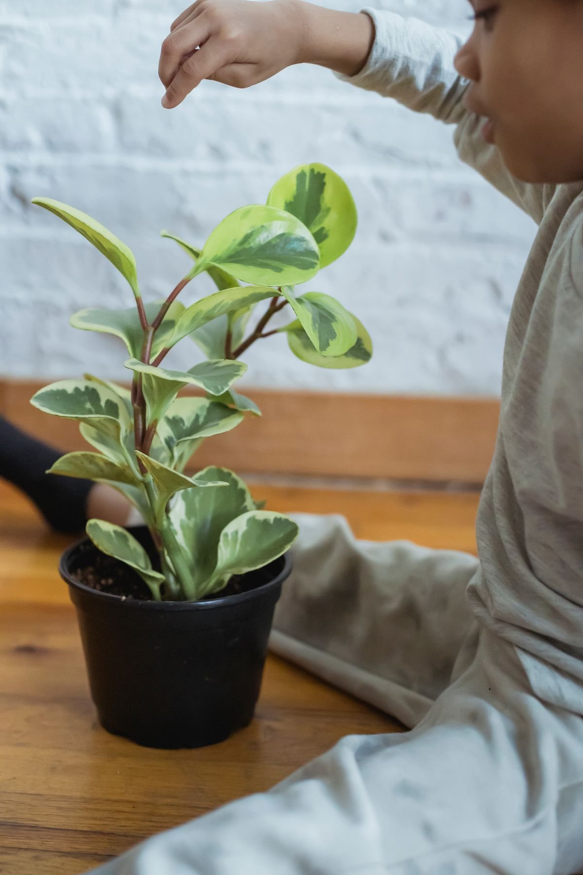 A potted variegated Peperomia obtusifolia indoors