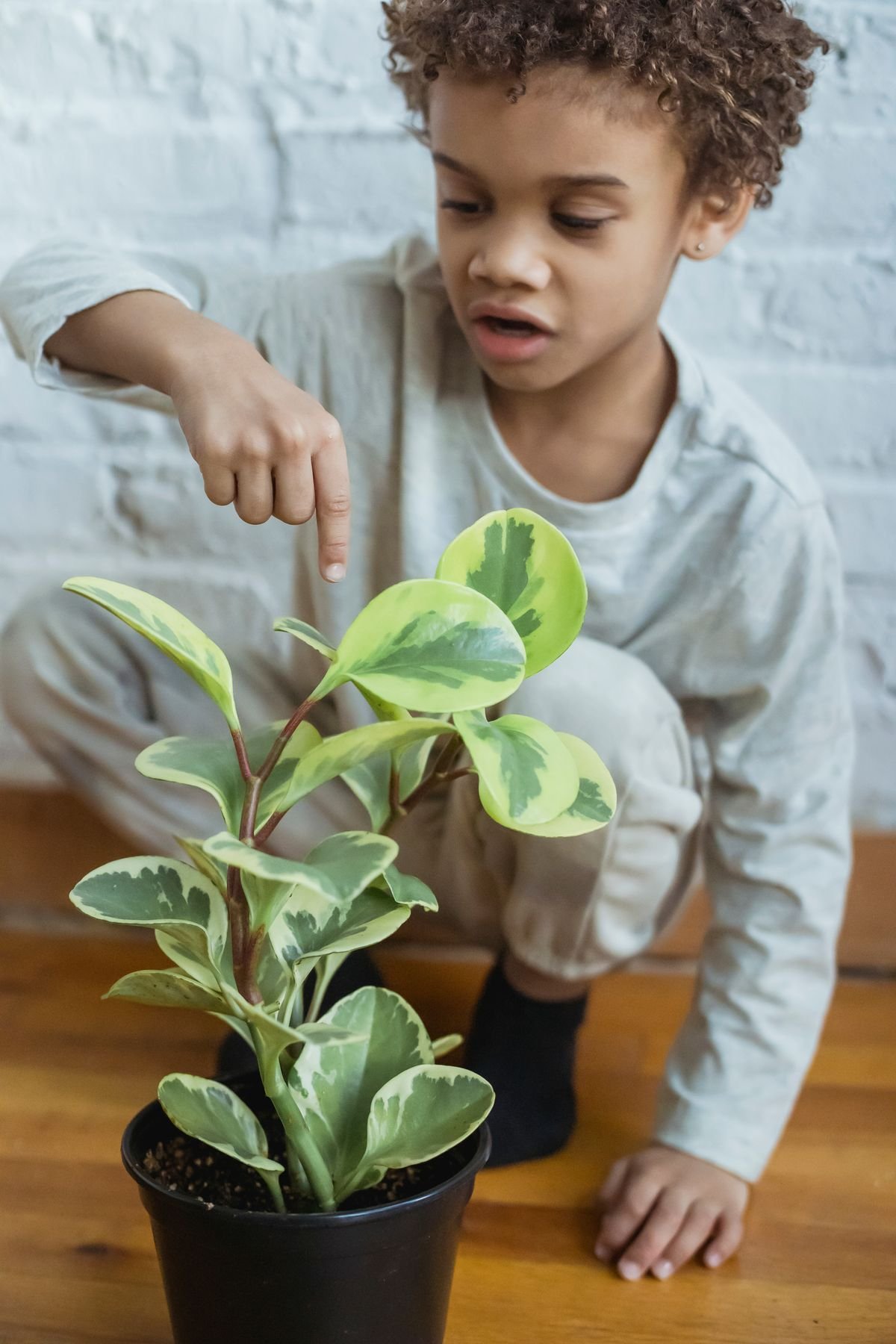 Child pointing at a variegated Peperomia obtusifolia with cream-edged leaves in a black nursery pot
