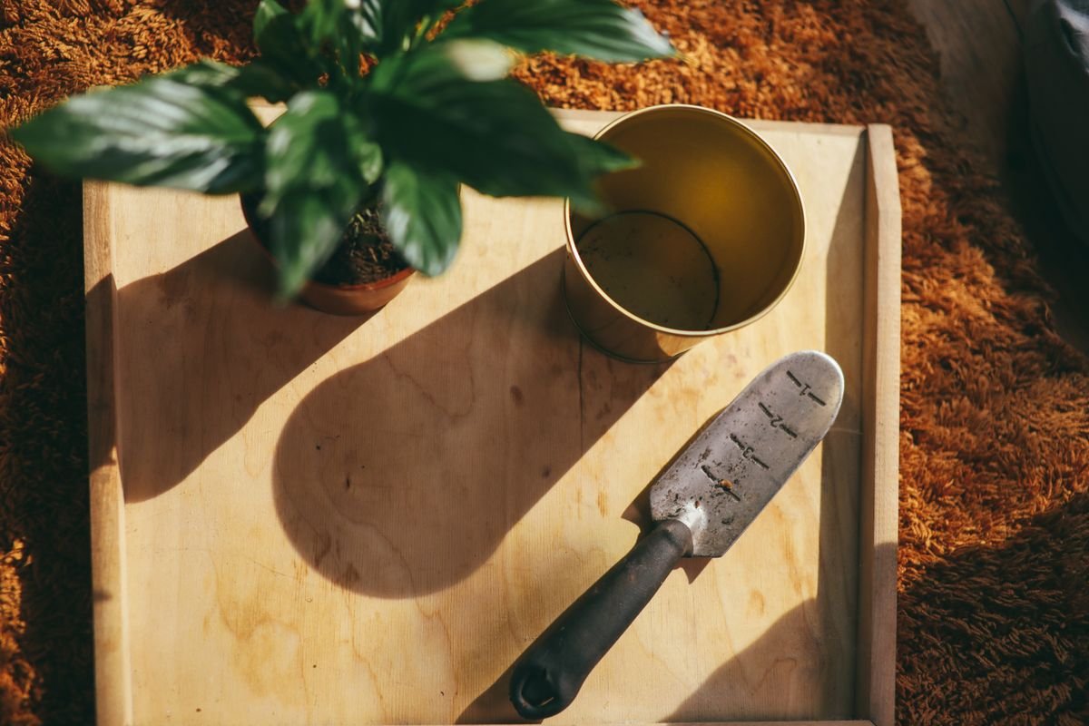 Indoor gardening setup with trowel and houseplant — tools for scraping surface peperomia mold from the mix