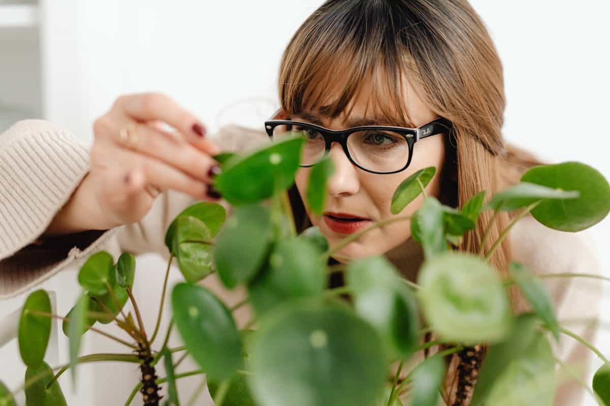 A grower inspecting the underside of a houseplant leaf with hands close to the foliage — the first step before any intervention