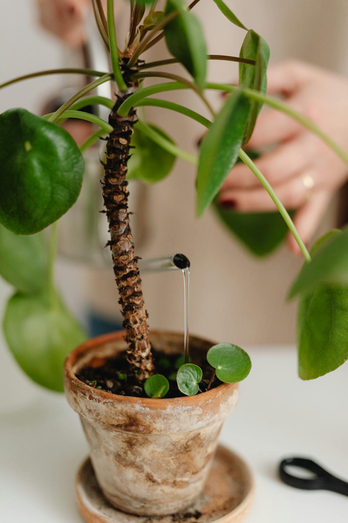 Close-up of indoor plants being watered with a metal can on a window sill