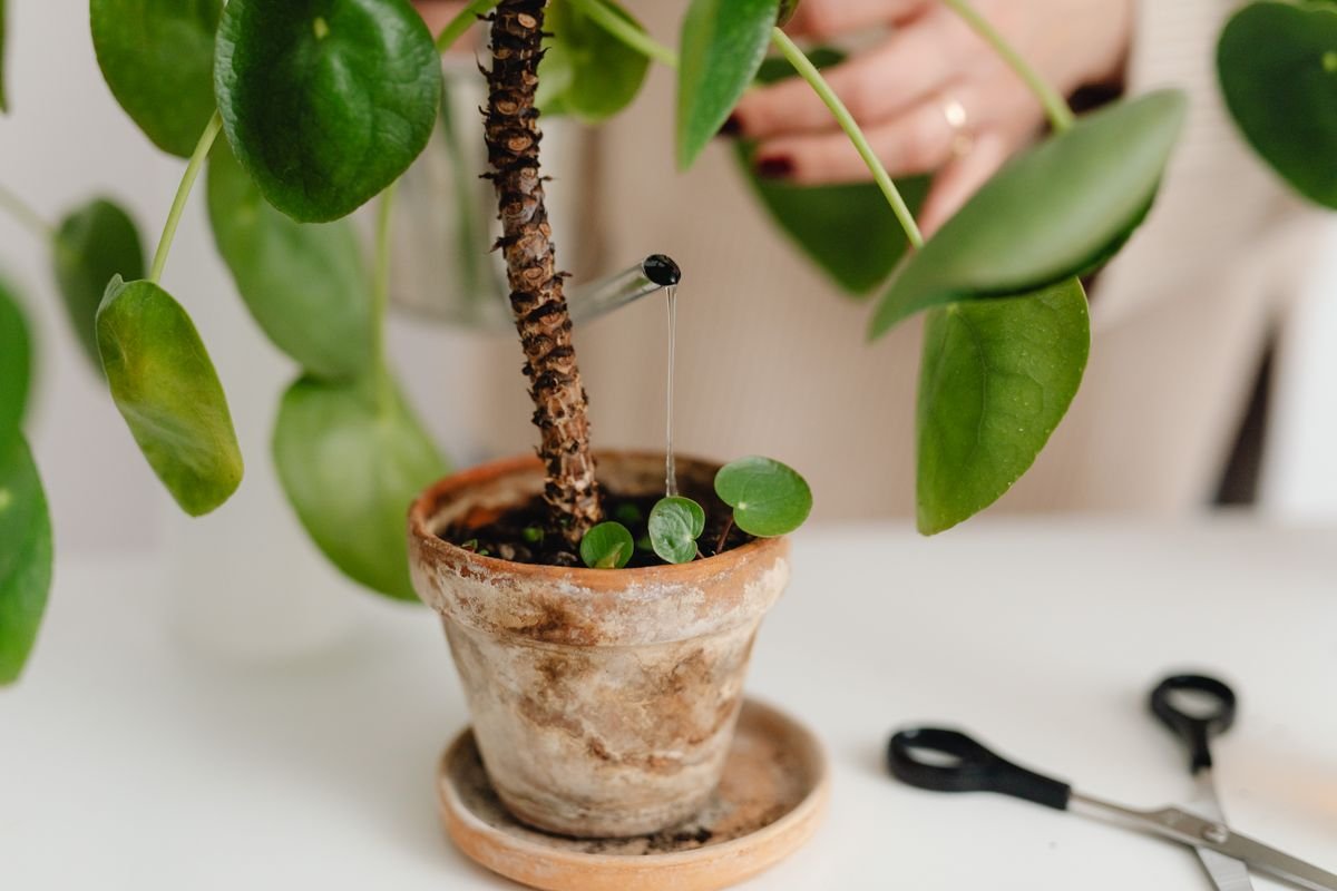 Close-up of watering a potted plant — chronic wet surface moisture that invites saprophytic peperomia mold