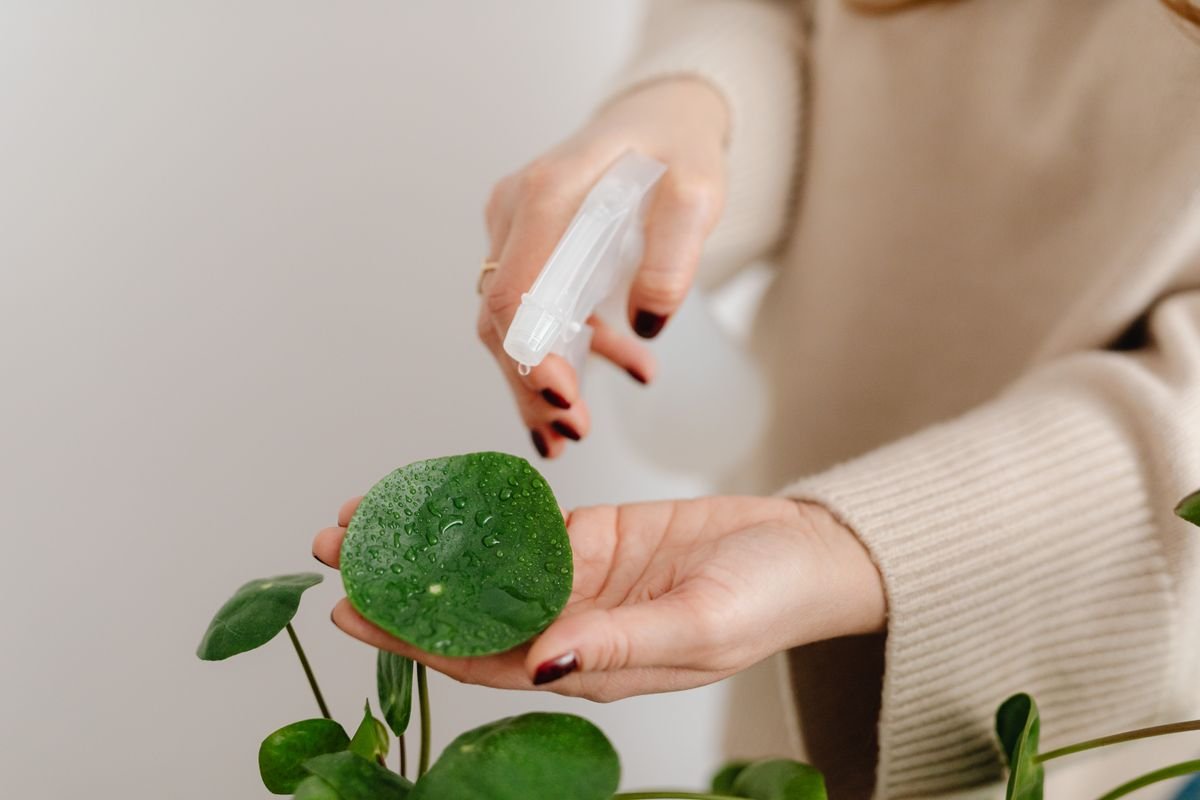 Hand spraying houseplant foliage, showing thorough coverage of tips and undersides for a contact soap treatment