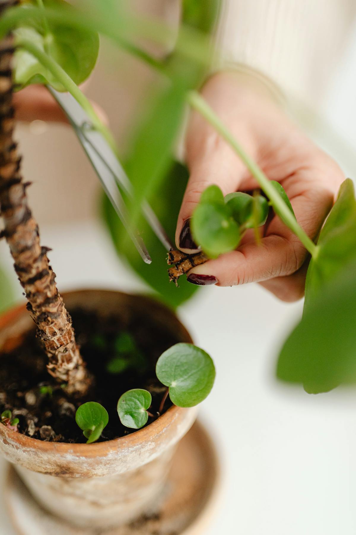 Hands using scissors to prune a healthy houseplant — the cut location determines where new lateral branches emerge