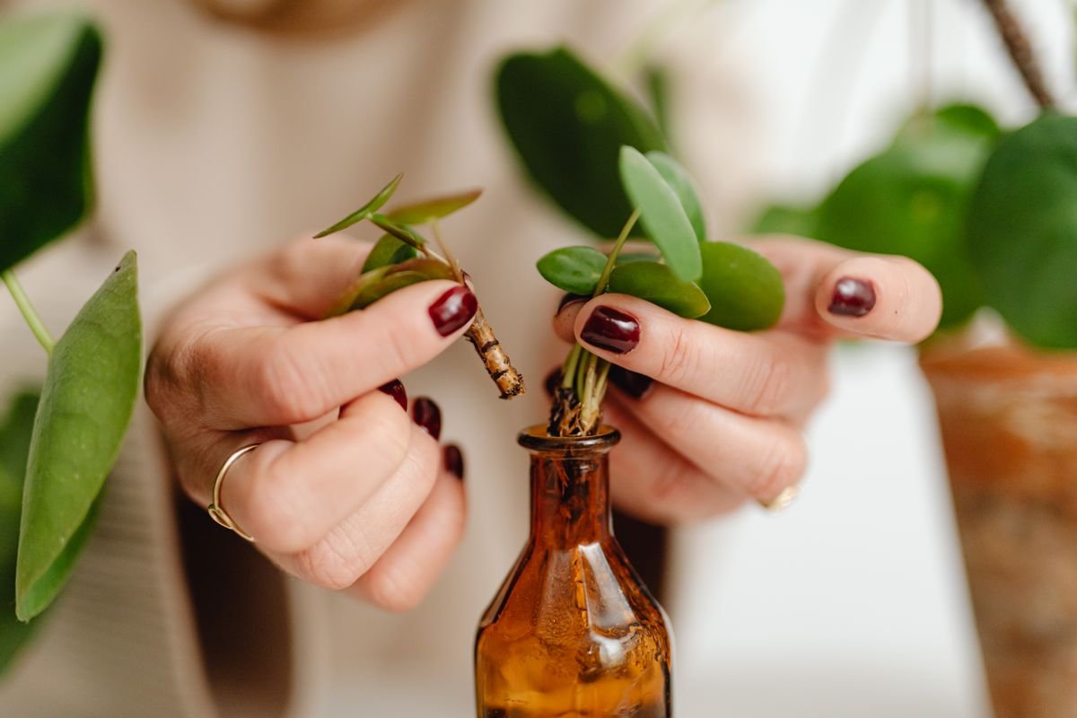 Hands handling stem cuttings in a bottle — stem-node method that preserves peperomia alba variegation