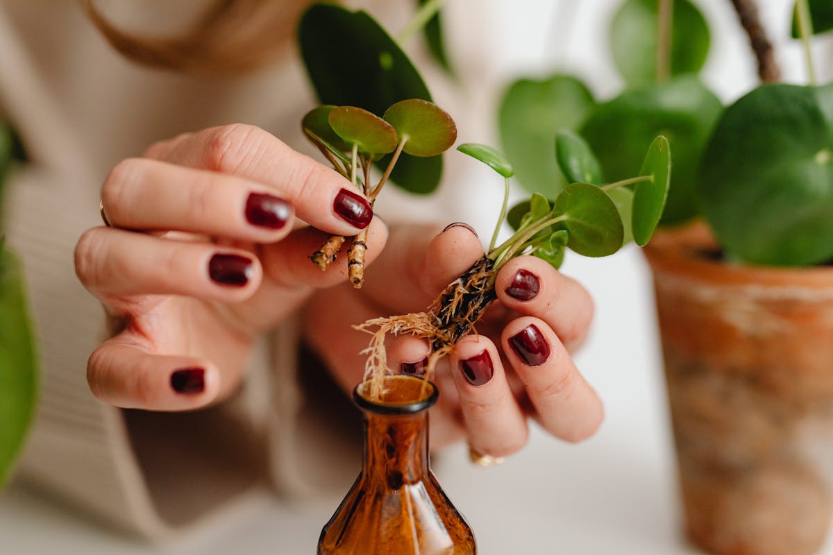 Propagating Long Peperomia Vines: The Multi-Node Section Protocol