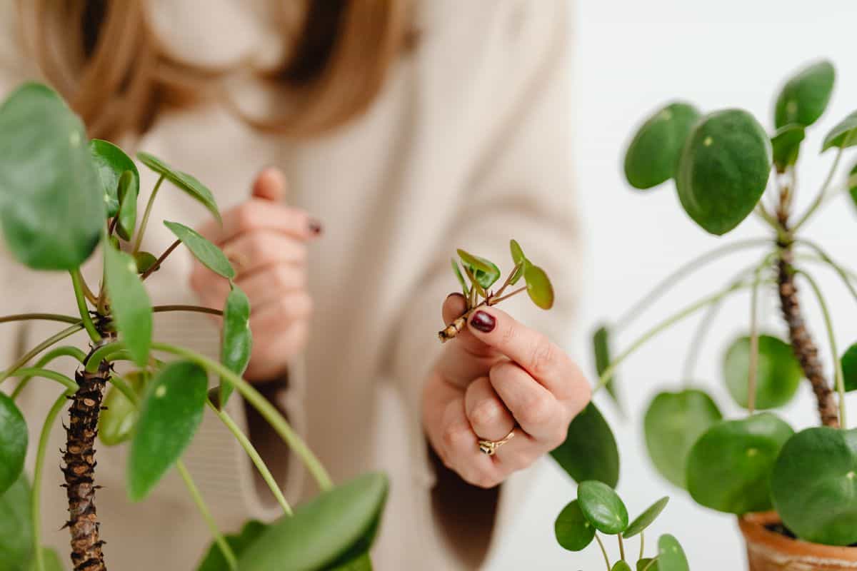 Peperomia obtusifolia stem cutting being prepared at a clean workstation with scissors, ready for propagation