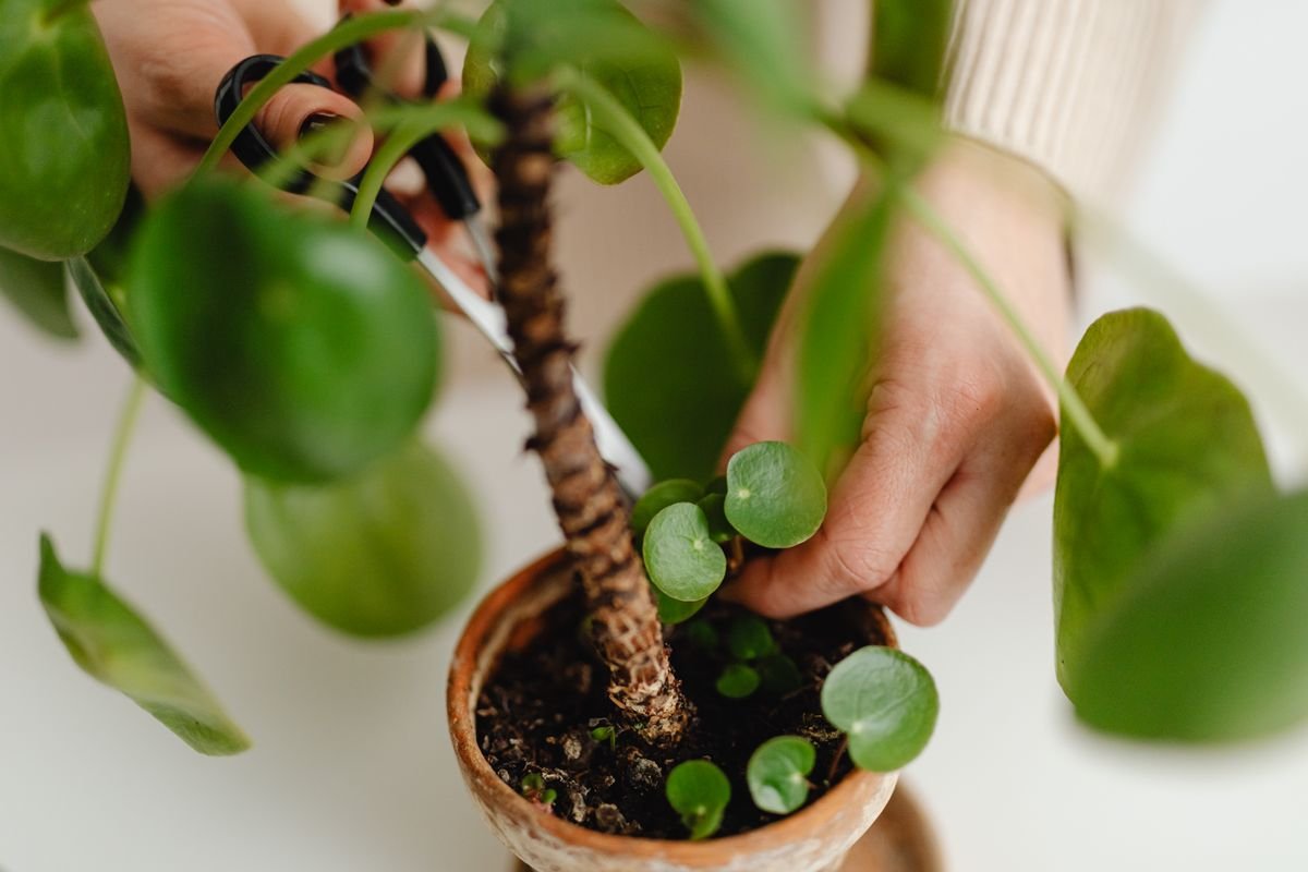 Hands pruning a potted houseplant with shears — how to remove peperomia aerial roots flush without tearing
