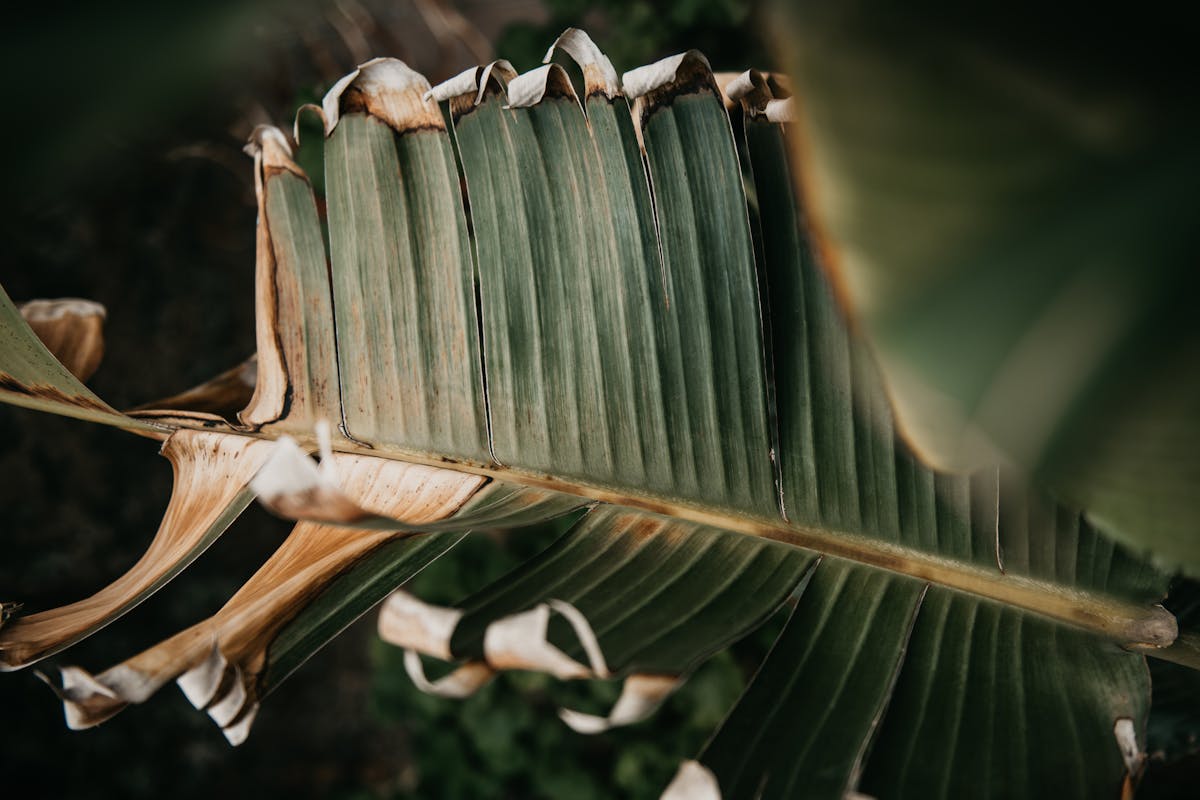 A wilted leaf with crispy, drying edges and damaged margins — the visual signature of moisture loss exceeding root supply at low humidity